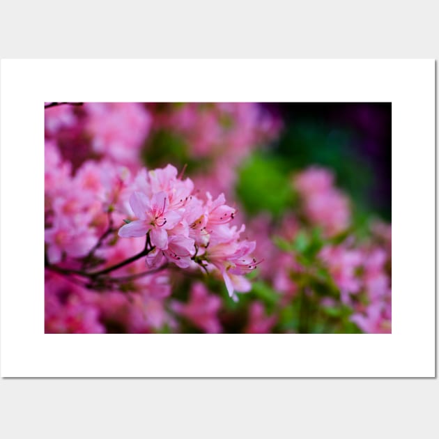 Pink Rhododendron Wall Art by JeanKellyPhoto